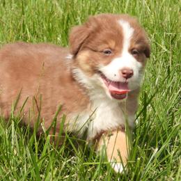 Peep - Red tri-color Australian Shepherd puppy in Kidder, Missouri from Sheep Creek Aussies