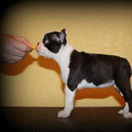 Boston Terrier and Italian Greyhound Puppies from 4Ever Boston Terriers & Italian Greyhounds