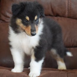 Boy 2 - male Collie puppy in Danville, Pennsylvania from Brookwood Collies, Smooth & Rough