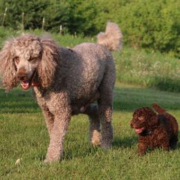 Poodle Puppies from RK'S Pets