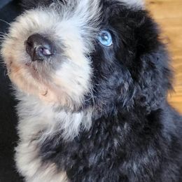 Aussiedoodles, Australian Shepherds, and Pembroke Welsh Corgis from Holly Ridge Aussies, Aussiedoodles & Corgis