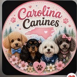 Maltipoo puppies from Carolina Canines