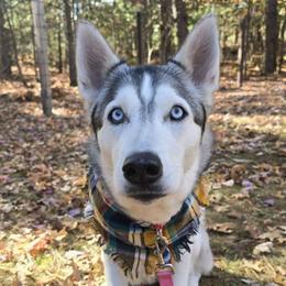 Nala - Siberian Husky