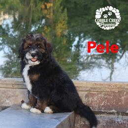 Pele - Phantom male Bernedoodle puppy in Heyworth, Illinois from Cobble Creek Puppies