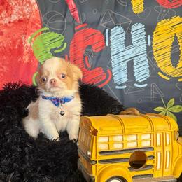 Taco - Fawn and white male Chihuahua puppy in Gloucester, Virginia from Charlotte's Web of Chihuahuas