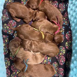 Purple Female - Apricot female Goldendoodle puppy in Great Falls, Montana from Montana Goldendoodles