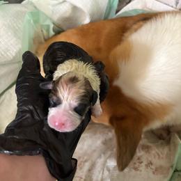 Red Boy 3 - Red male Pembroke Welsh Corgi puppy in Mountain View, Hawaii from Celtic Corgis