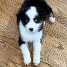 Butterscotch - Black tri-color female Australian Shepherd puppy in Spartanburg, South Carolina from Hub City Aussies