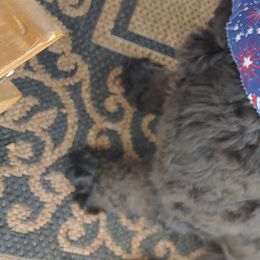 Espresso - Goldendoodle