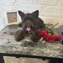 Myles - Yorkshire Terrier