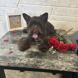 Myles - Yorkshire Terrier