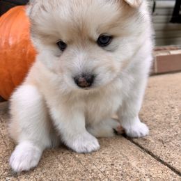Pomsky and Siberian Husky Puppies from Cold Mountain Kennel