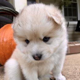 Pomsky and Siberian Husky Puppies from Cold Mountain Kennel