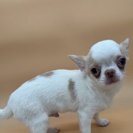 Nico - Cream and white male Chihuahua puppy in Smyrna, Georgia from GeorgiasChihuahuas