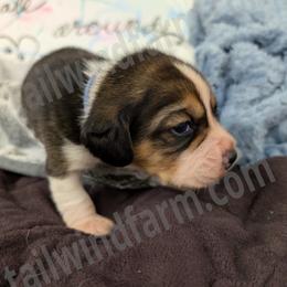 Blue - Black tan and white female Beagle puppy in Vallejo, California from Tailwindfarm