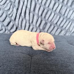 Pink - Cream female Goldendoodle puppy in Mount Pleasant, Utah from Betty's Goldendoodles