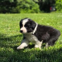 Silks - Black and white female Border Collie puppy in Olney, Illinois from Heronwood Border Collies