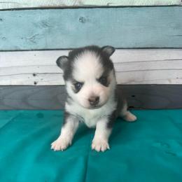 Le Fleur - Black and white female Pomsky puppy in Krum, Texas from Paw-Some Pomskies