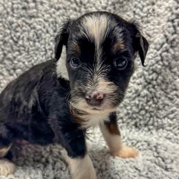 Candy - Tri-color female Bernedoodle puppy in Rose Hill, North Carolina from Red Door Canines