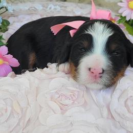 Liberty - Tri-color female Bernedoodle puppy in Warrior, Alabama from Elite Goldendoodles and Bernedoodles