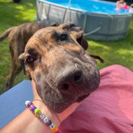 Cinder - Great Dane