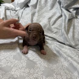 Flower - Chocolate female American Hairless Terrier puppy in Payson, Utah from Jodi Zobell's Xoloitzcuintli