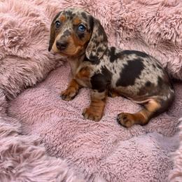 Ivy - Dapple female Dachshund puppy in Boston, Massachusetts from London’s puppies