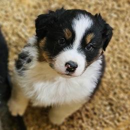 Butterball - Black tri-color male Australian Shepherd puppy in Fort Wayne, Indiana from Grand Ridge Australian Shepherds