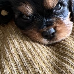 Boy 1 - Black and tan Cavalier King Charles Spaniel puppy in Caldwell, Idaho from Gem State Precious Cavaliers LLC