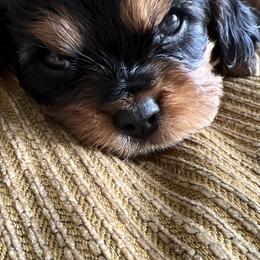 Boy 1 - Black and tan Cavalier King Charles Spaniel puppy in Caldwell, Idaho from Gem State Precious Cavaliers LLC