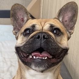 French Bulldogs from OVO Frenchies