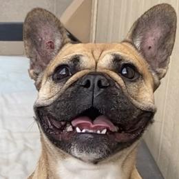 French Bulldogs from OVO Frenchies
