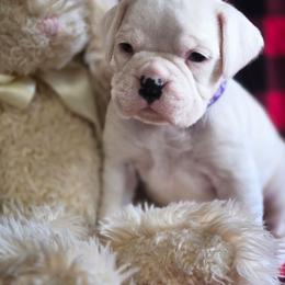 Pearl - White female Boxer puppy in Preston, Maryland from Katie's Pups