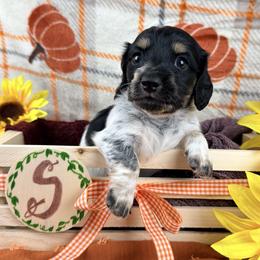Sir Loin 2800 - Piebald male Dachshund puppy in Hendersonville, North Carolina from Snarky Doxy Miniature Dachshunds