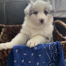 Aussiedoodle and Australian Shepherd Puppies from Queen Bee Aussies