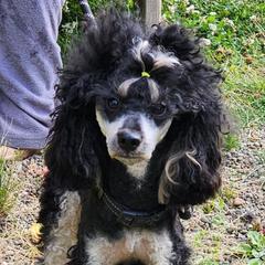 Pedro - Poodle