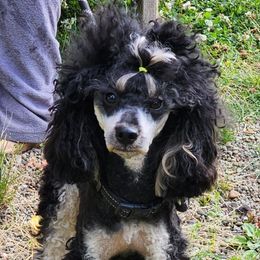 Pedro - Poodle