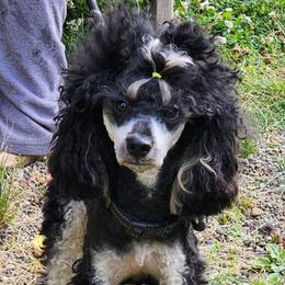 Pedro - Poodle