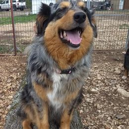 Australian Shepherds from Rocking Hearts Ranch