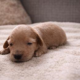Clover - Cream female Dachshund puppy in Springfield, Missouri from Queen City Sausage Dogs