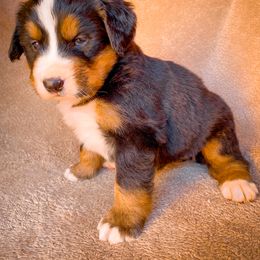 Bernedoodle, Bernese Mountain Dog, and Siberian Husky Puppies from Timberline Paws