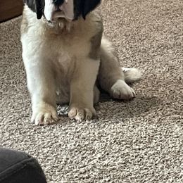 Saint Bernard Puppies from Steel City Saints