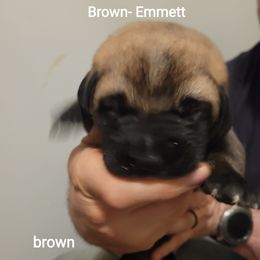 Emmett - Wolfgray male Spanish Mastiff puppy in Prosperity, Pennsylvania from Prosperity Guardians