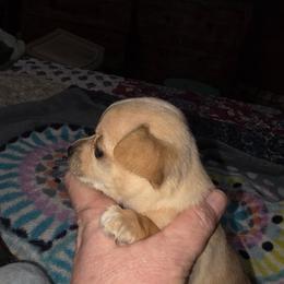 Stark - Fawn male Chihuahua puppy in Seneca, Missouri from Stephanie’s Puppy Colony