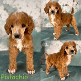 Pistachio - Red  male Poodle puppy in Swansboro, North Carolina from Monarch Standard Poodles