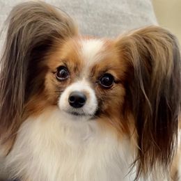 Minnie - Papillon
