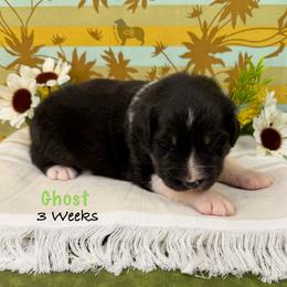 Ghost - Black tri-color male Australian Shepherd puppy in El Dorado Springs, Missouri from OR Aussies