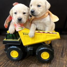 Australian Labradoodle, Labrador Retriever, and Poodle Puppies from Laird Farms