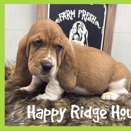 Oscar - Red and white male Basset Hound puppy in Mebane, North Carolina from Happy Ridge Hounds