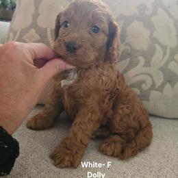 Cockapoo Puppies from Ashley Dedmon